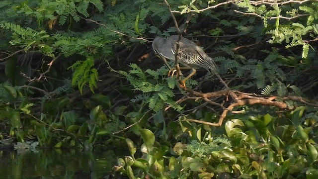 Black-crowned Night Heron - ML622995352