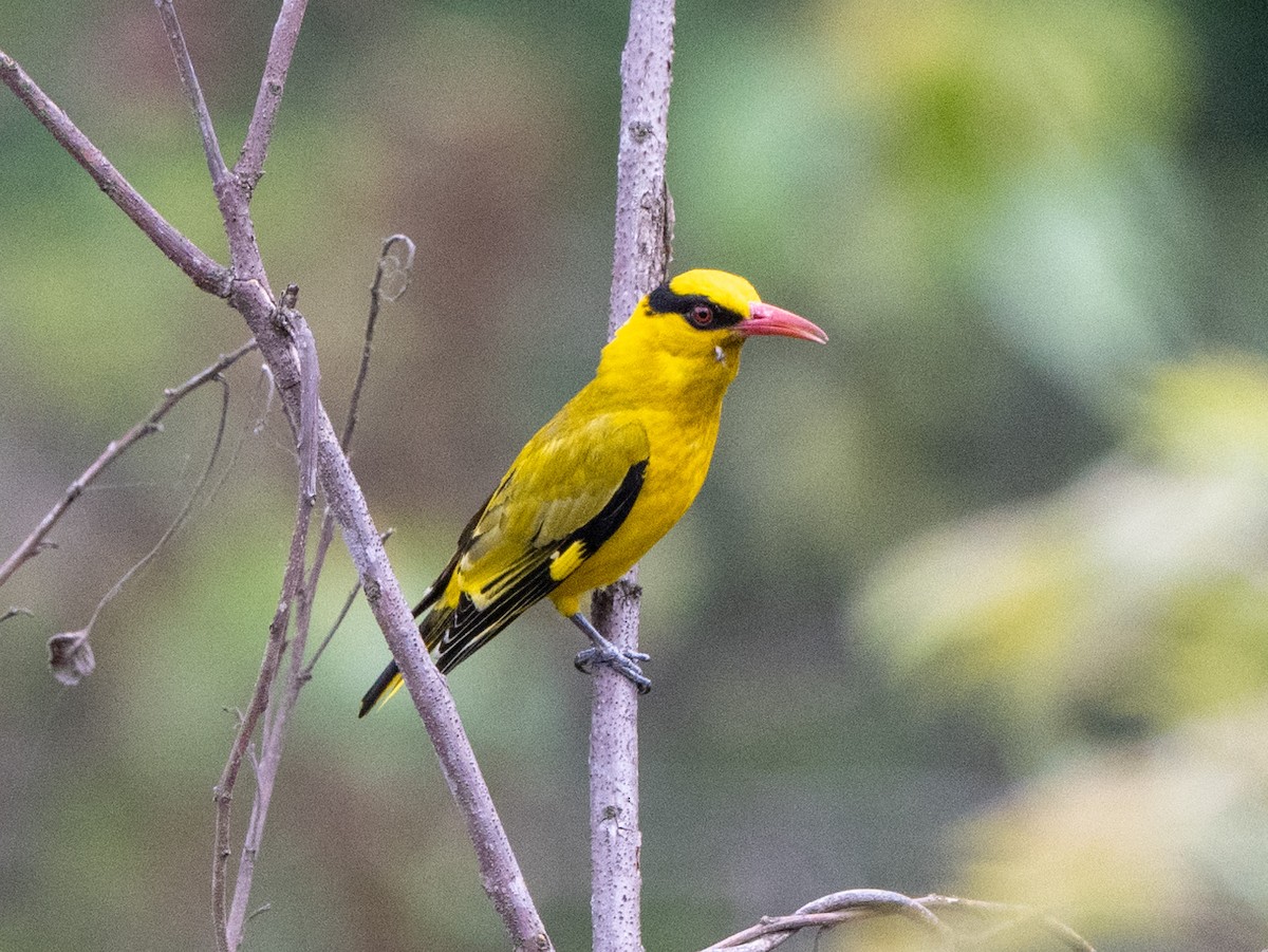 Slender-billed Oriole - ML622995398