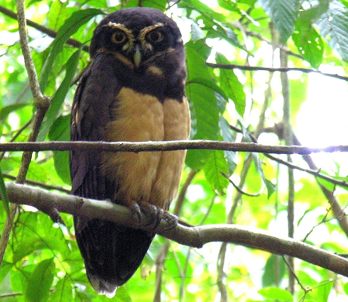 Spectacled Owl - ML622995412