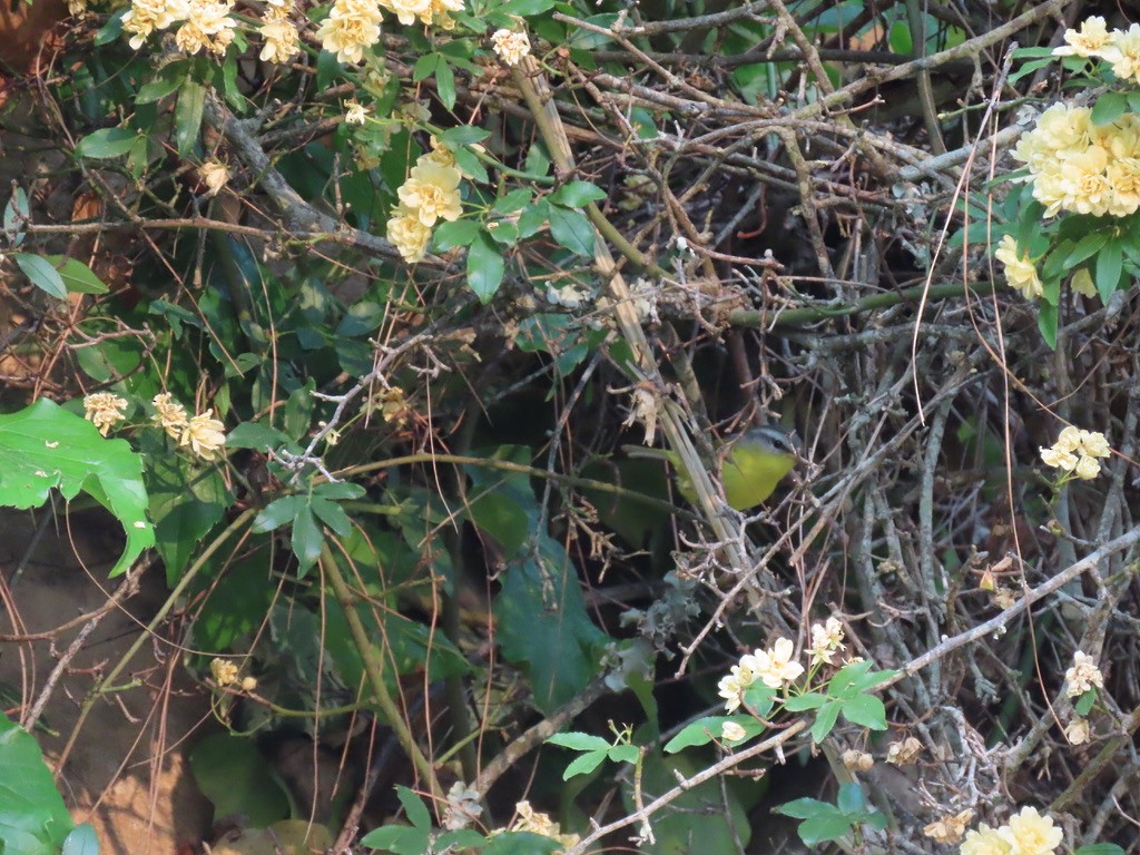 Gray-hooded Warbler - ML622995413