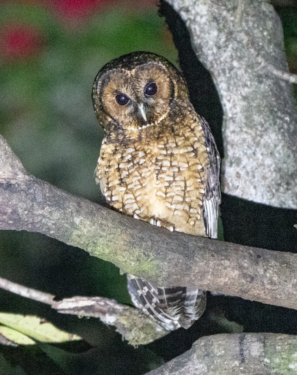 Himalayan Owl - Jagdish Jatiya