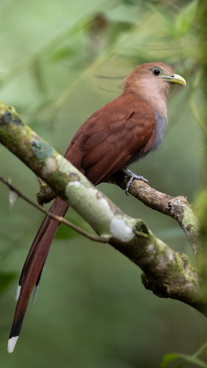 Squirrel Cuckoo - ML622995423