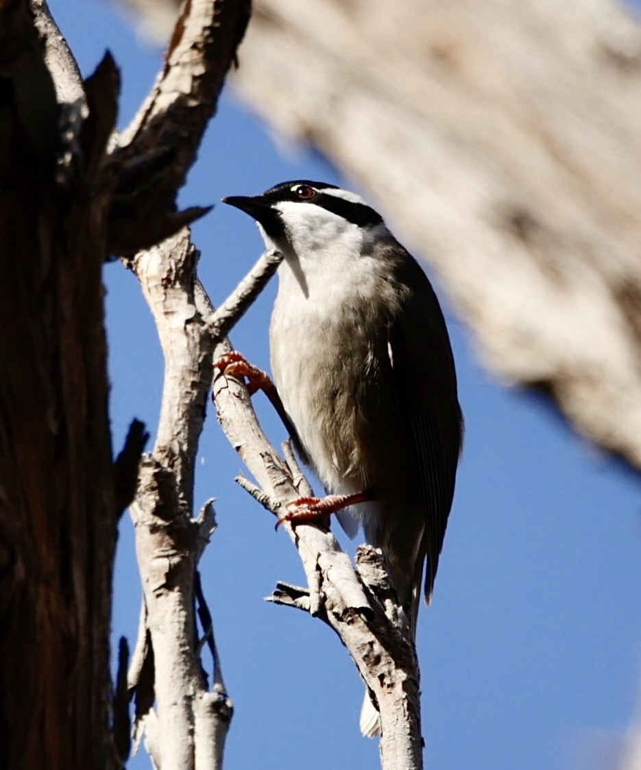 Black-headed Honeyeater - ML622995424