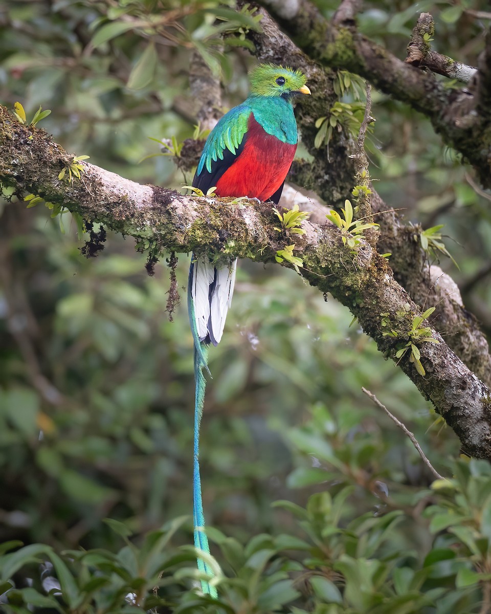 Resplendent Quetzal - ML622995428