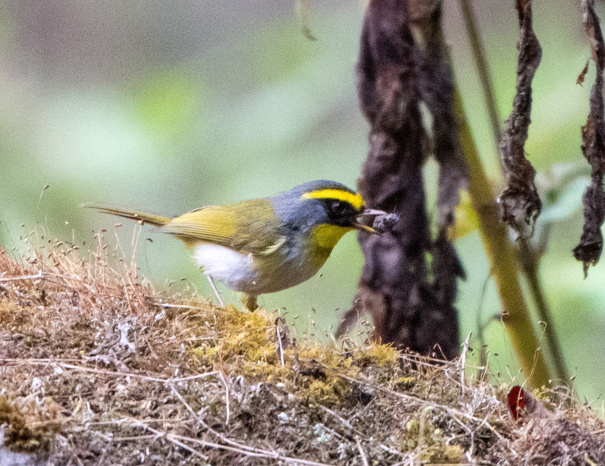 Black-faced Warbler - ML622995430