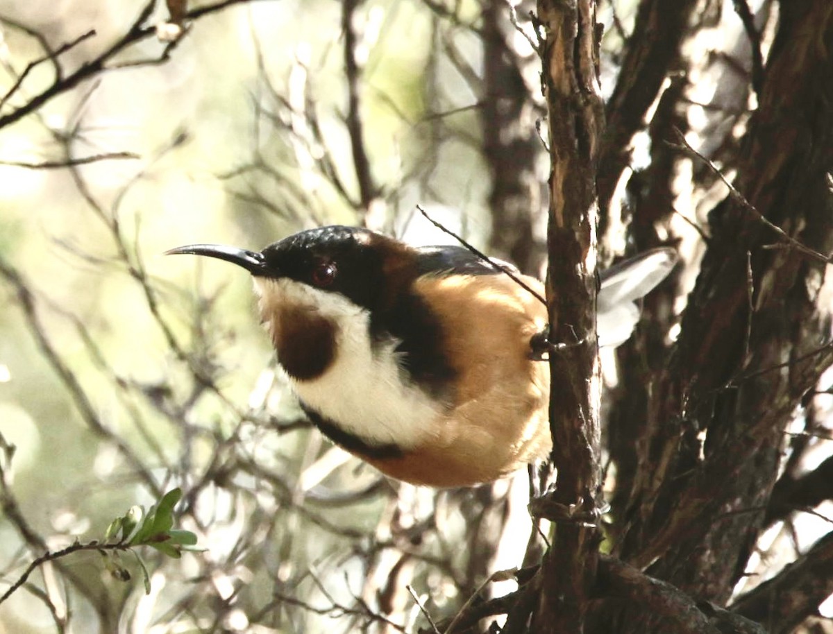 Eastern Spinebill - ML622995506