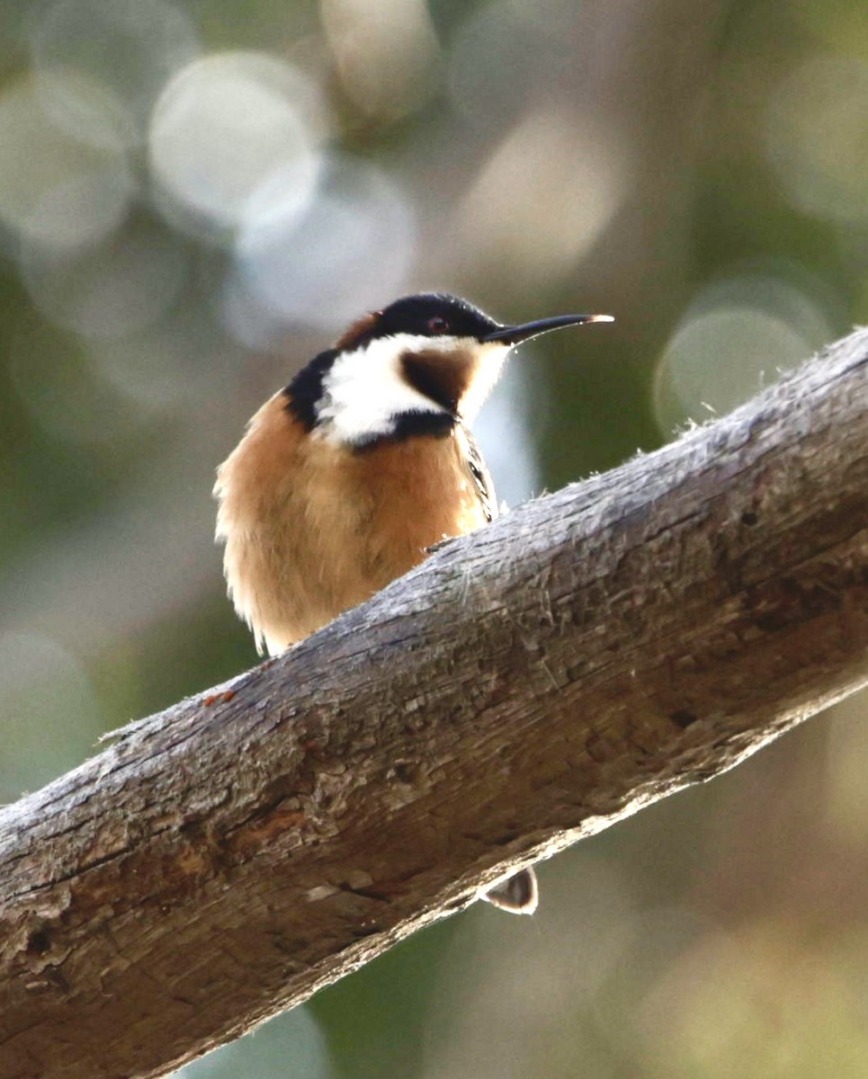 Eastern Spinebill - ML622995508