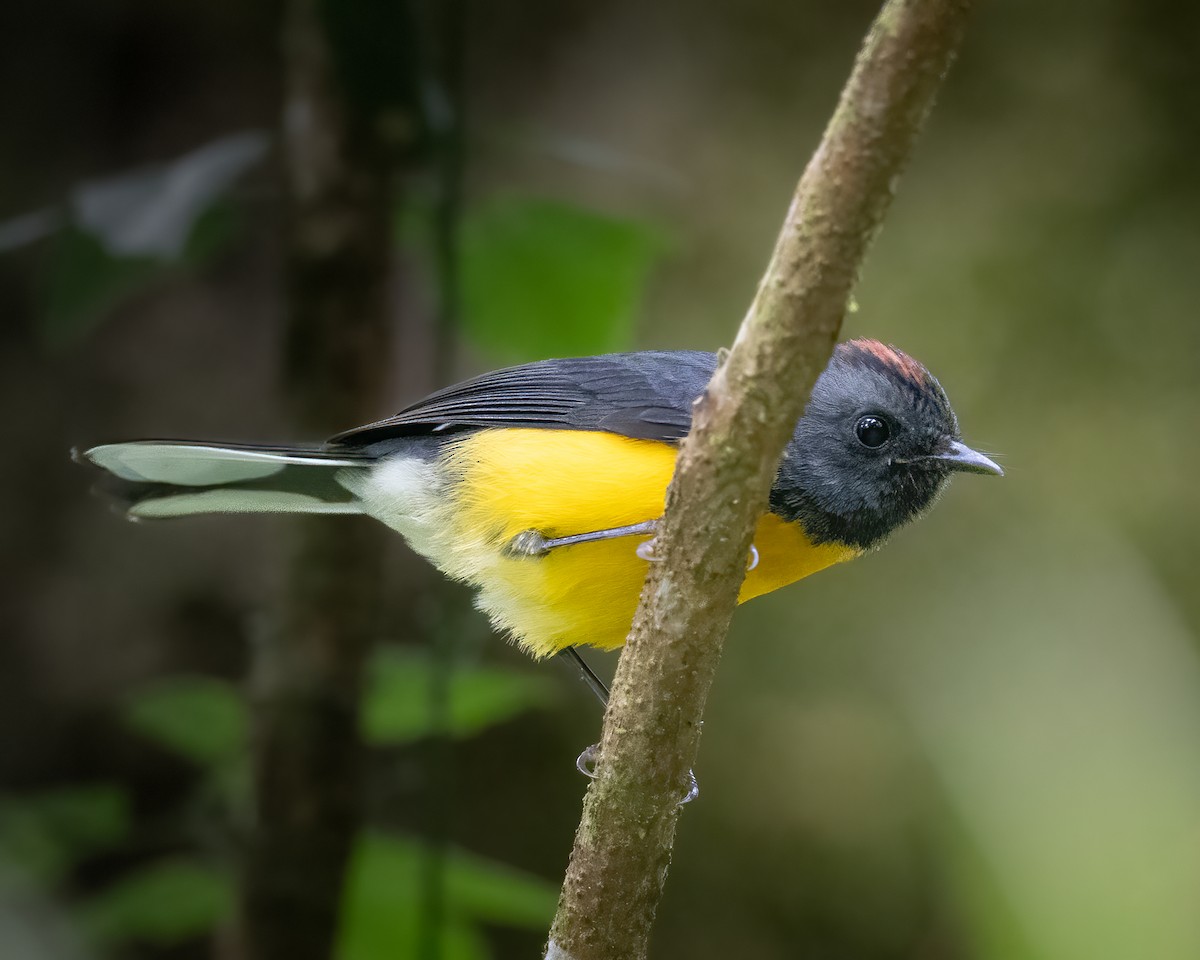 Slate-throated Redstart - ML622995515