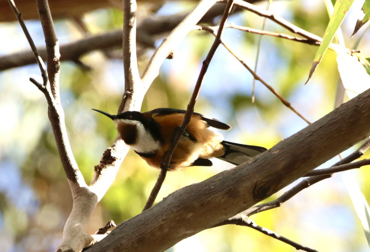 Eastern Spinebill - ML622995516