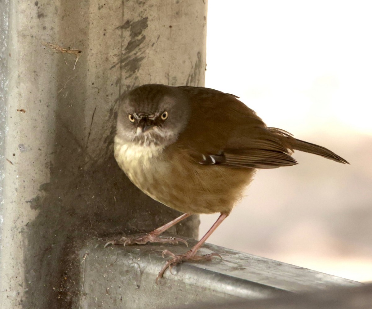 Tasmanian Scrubwren - ML622995524