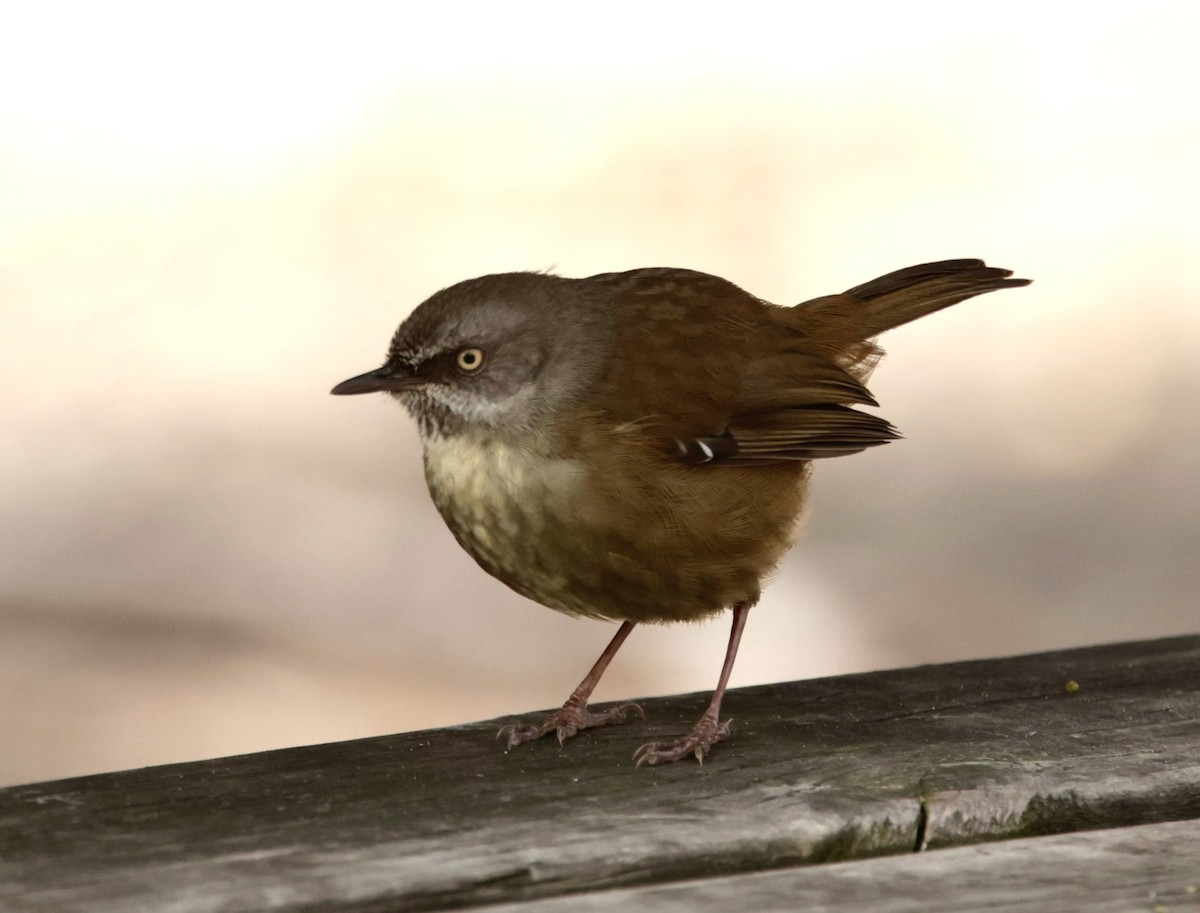 Tasmanian Scrubwren - Bonnie de Grood