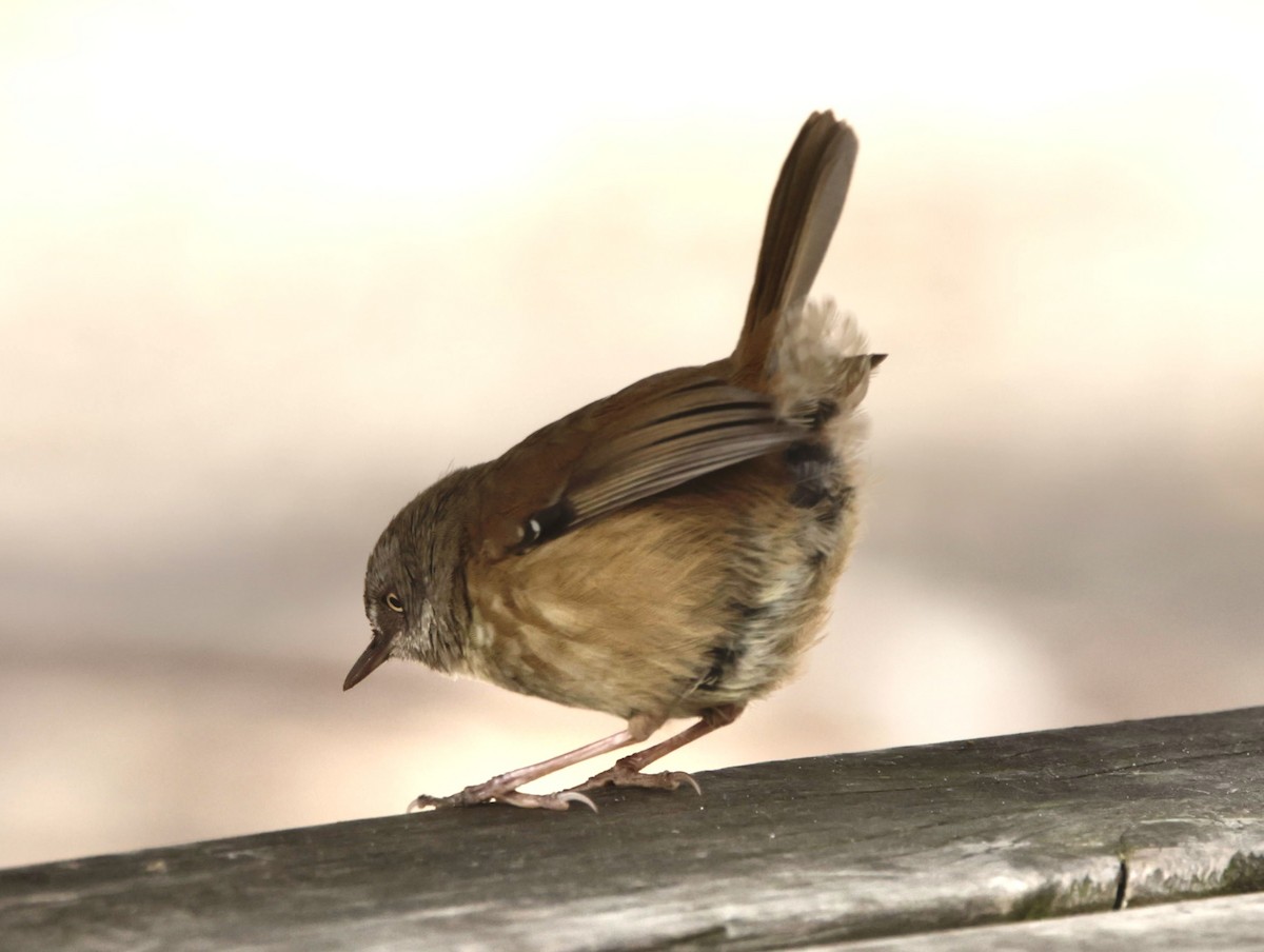 Tasmanian Scrubwren - ML622995532