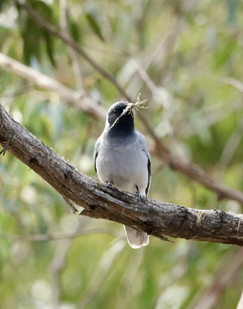 Black-faced Cuckooshrike - ML622995539