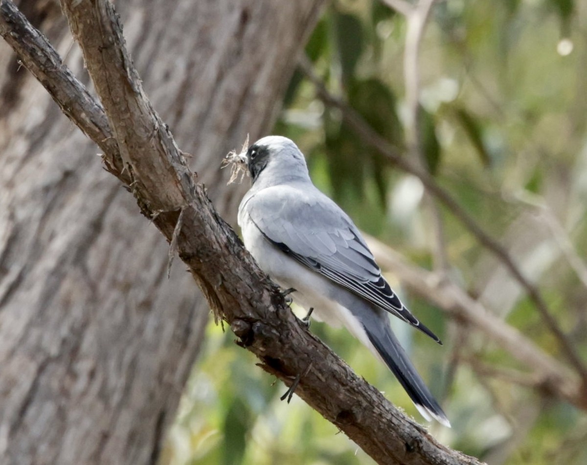 Black-faced Cuckooshrike - ML622995540