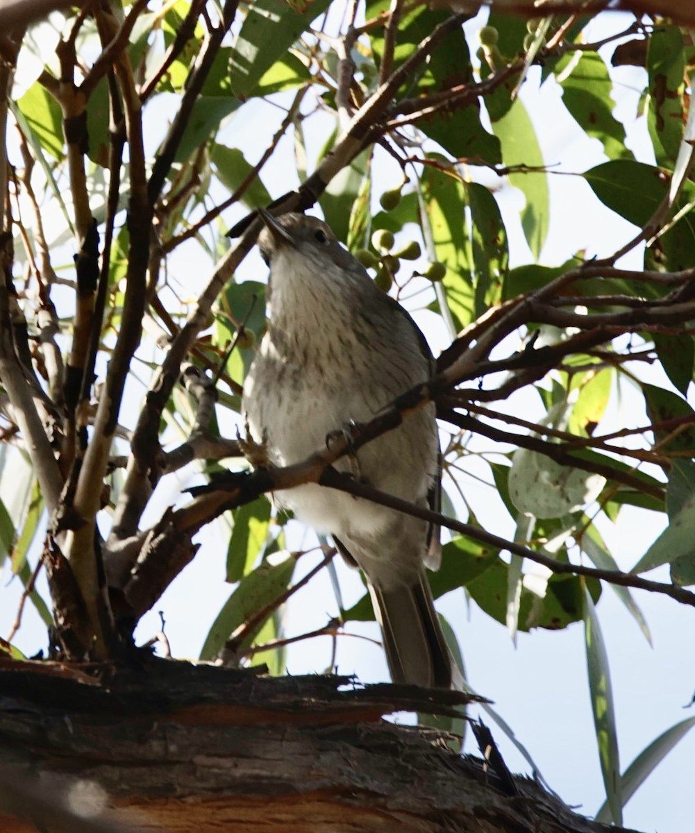 Gray Shrikethrush - ML622995542