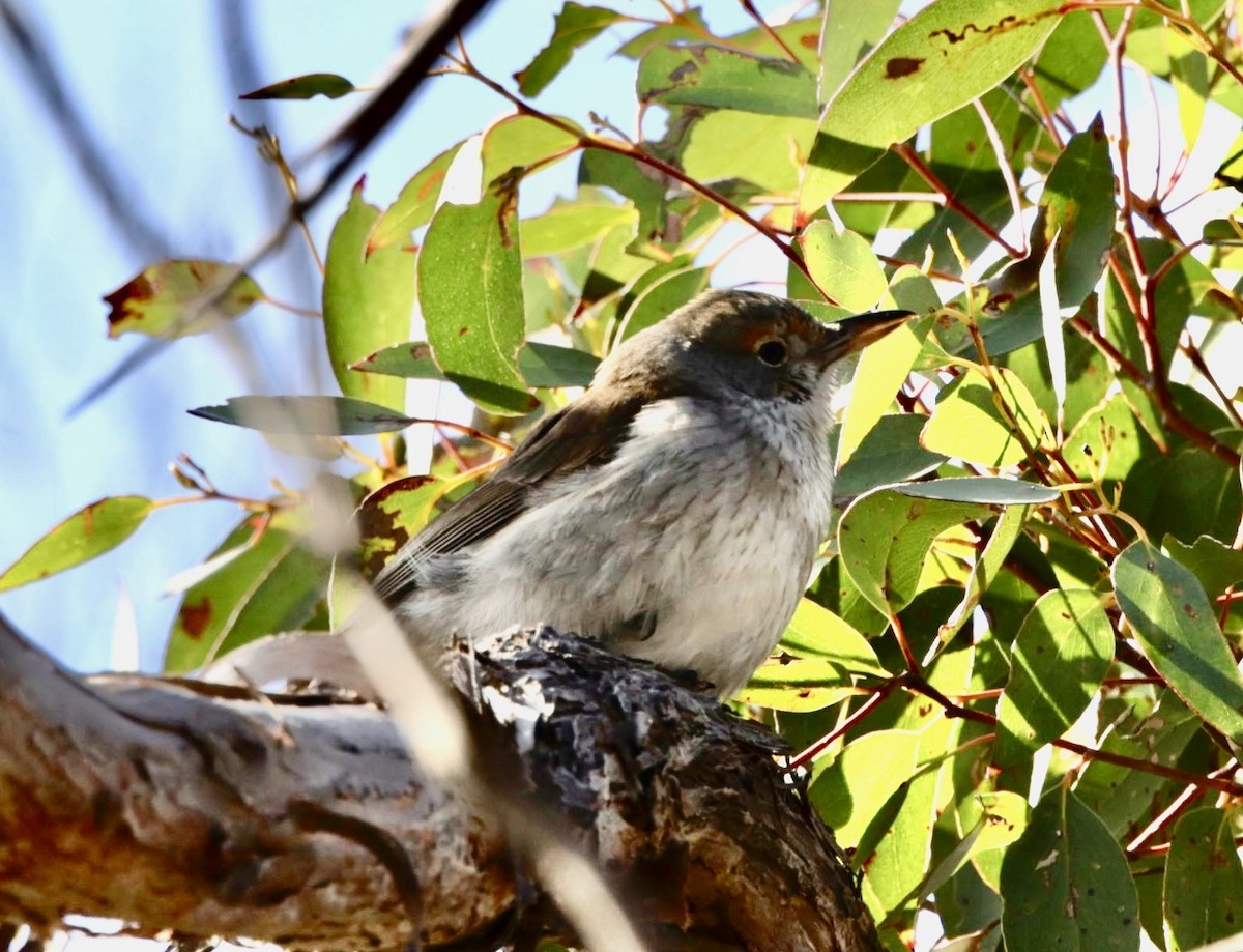 Gray Shrikethrush - ML622995543