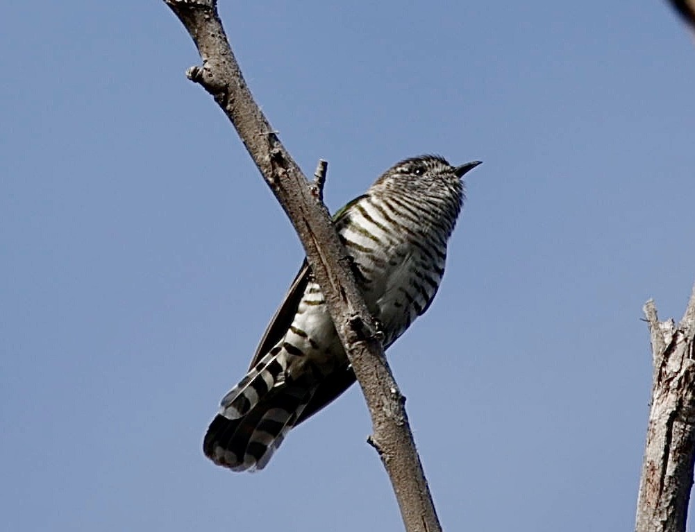 Shining Bronze-Cuckoo - ML622995594