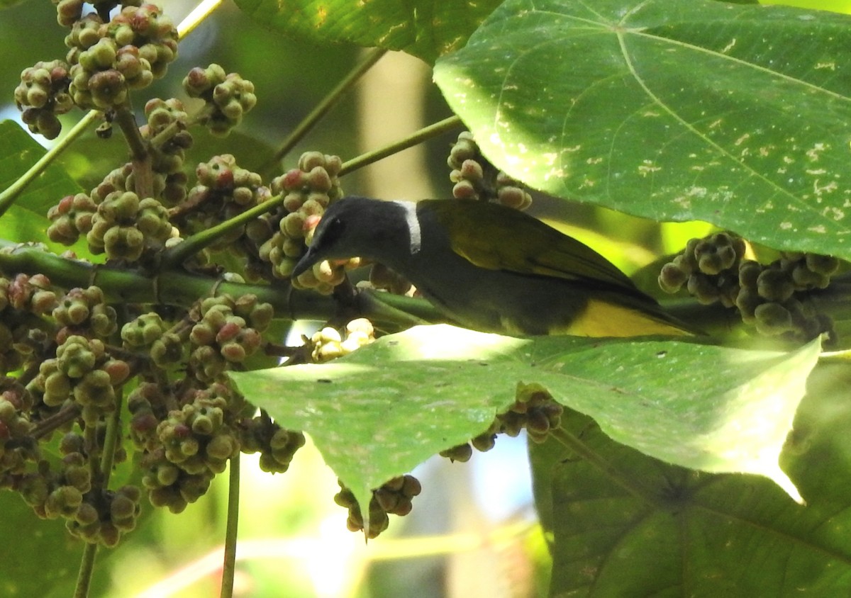 Gray-bellied Bulbul - ML622995611