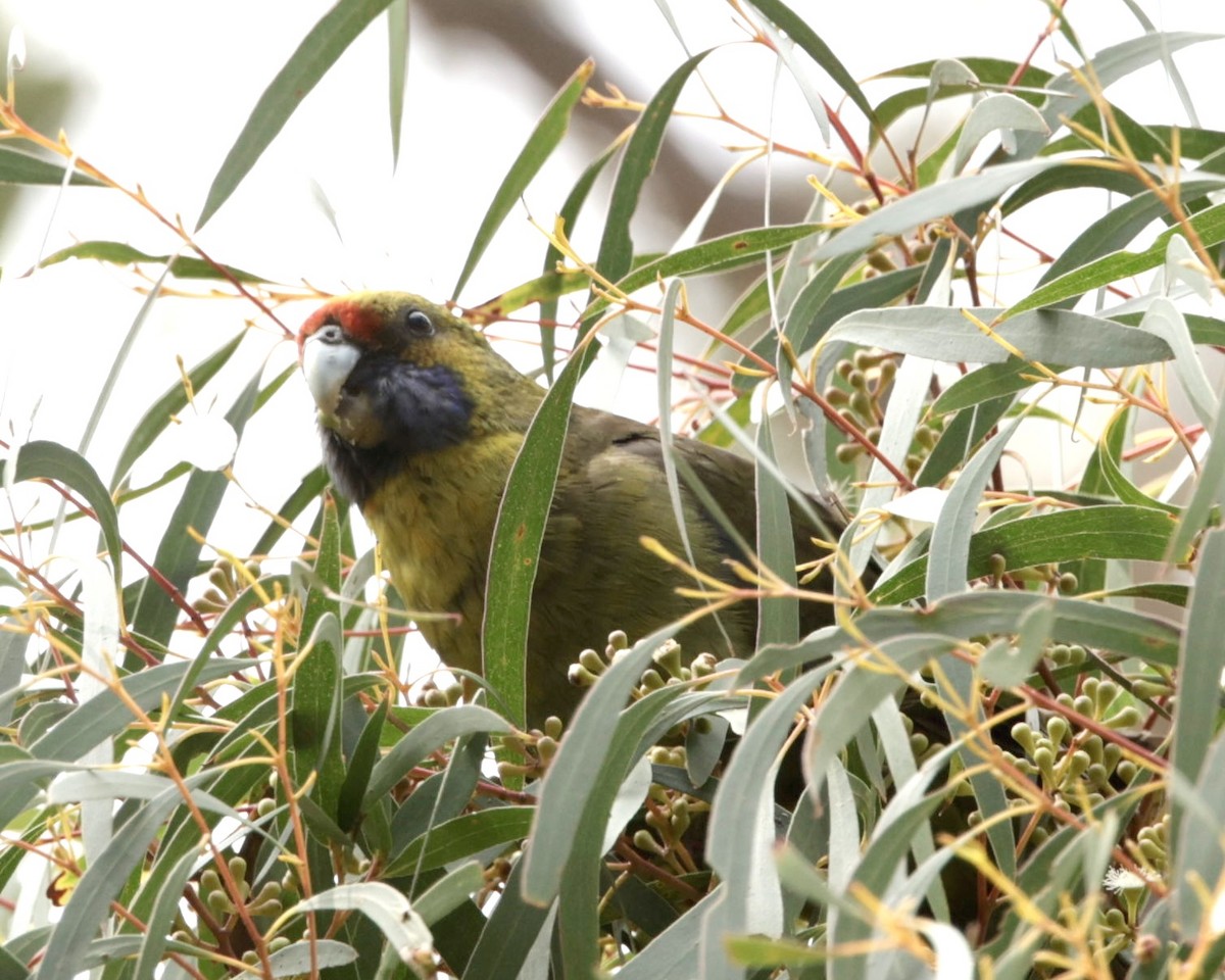 Green Rosella - ML622995617