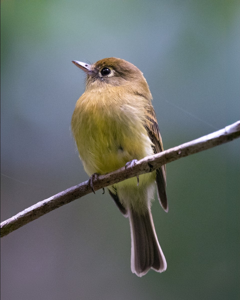 Yellowish Flycatcher - ML622995623