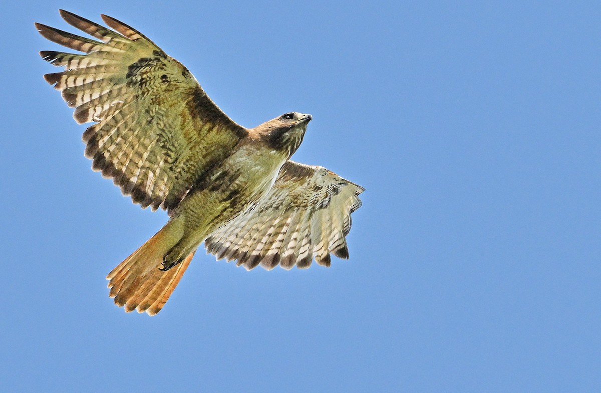 Red-tailed Hawk - ML622995636