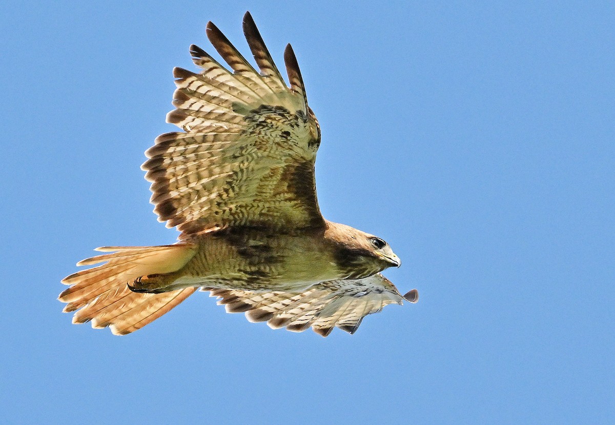 Red-tailed Hawk - ML622995639