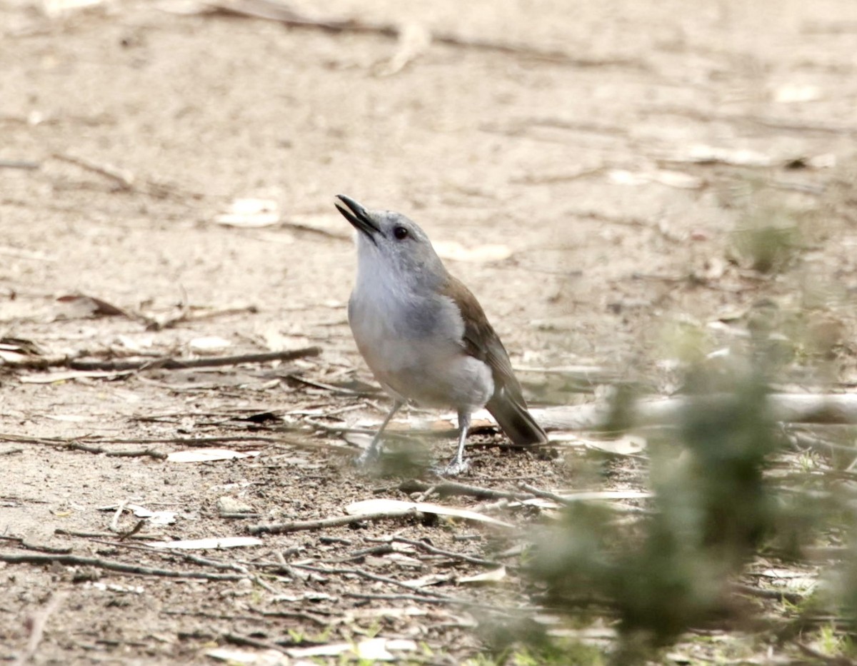 Gray Shrikethrush - ML622995657