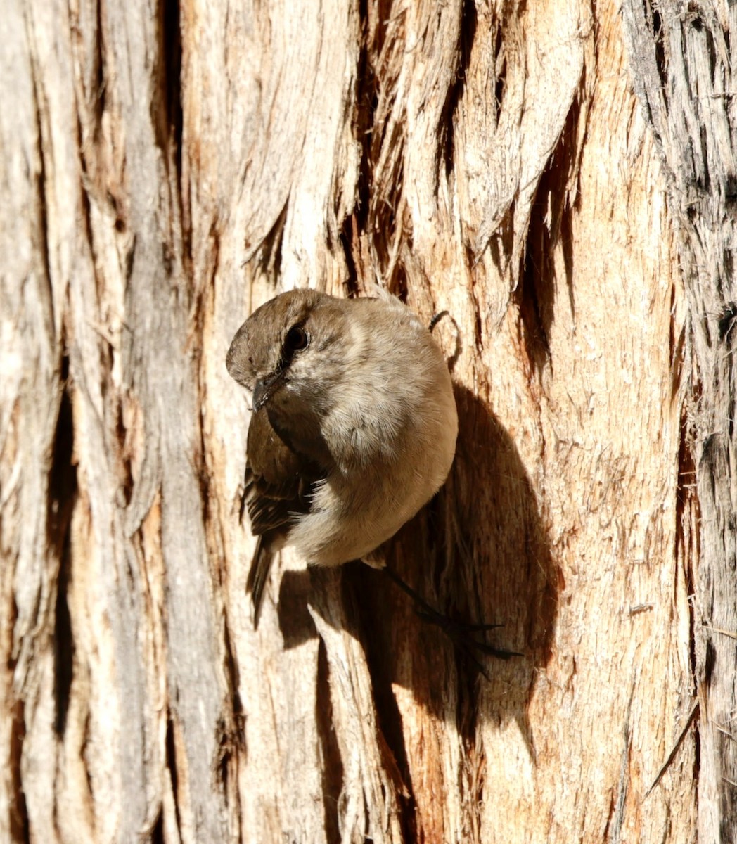 Dusky Robin - ML622995663