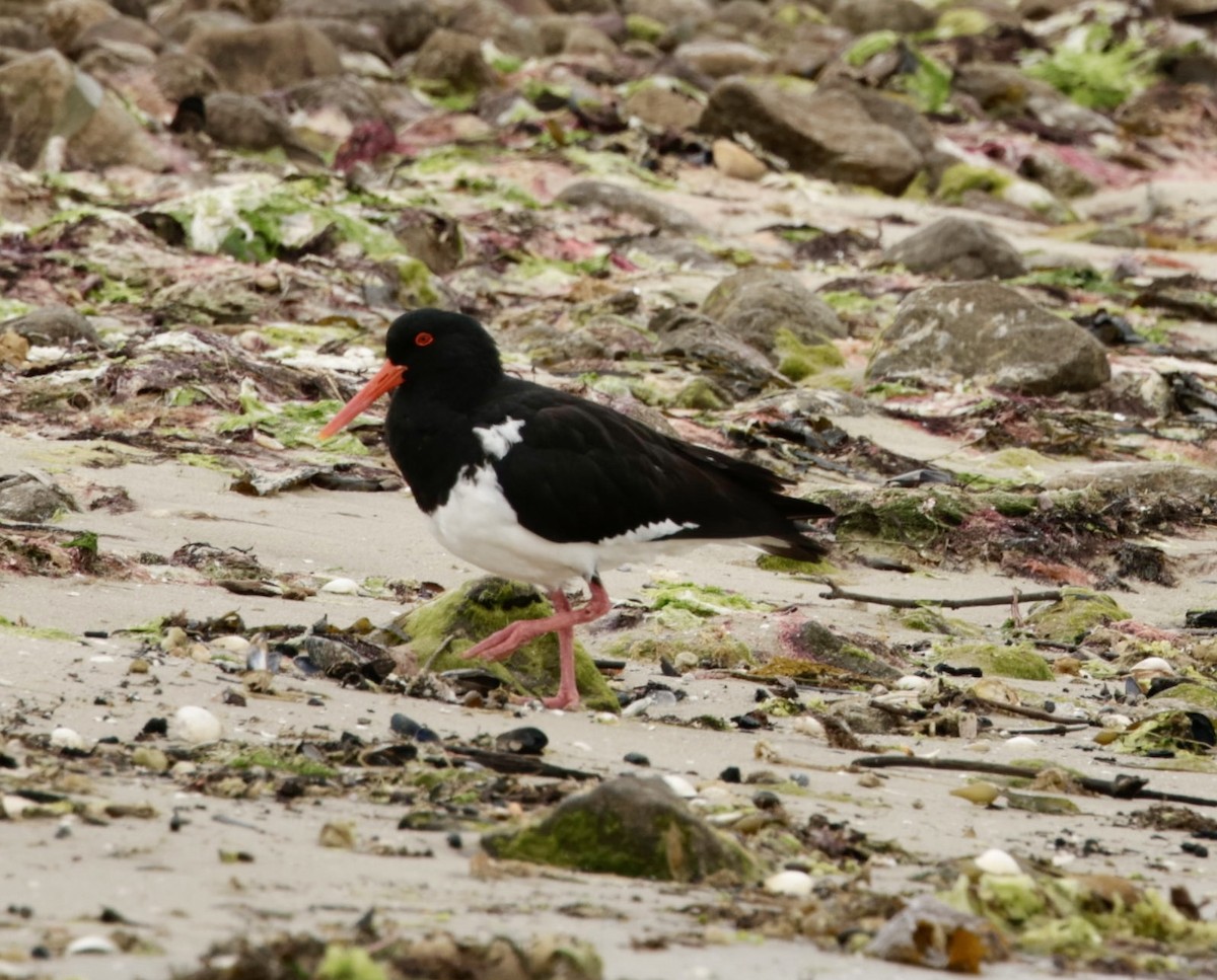 Pied Oystercatcher - ML622995718