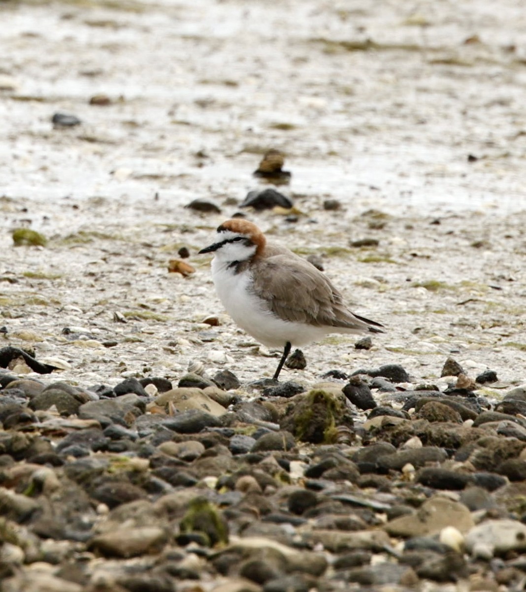 Red-capped Plover - ML622995722