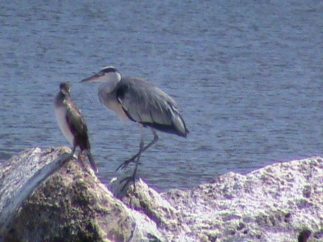 Gray Heron - ML622995726