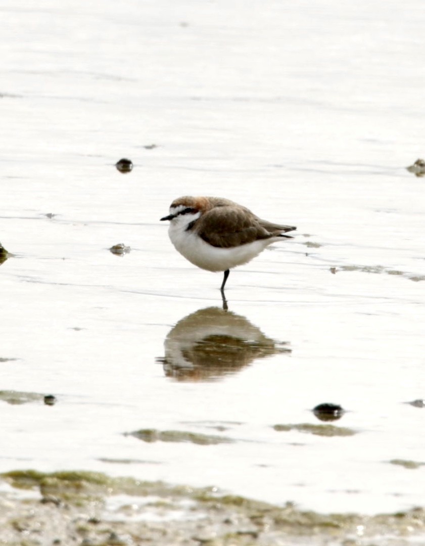 Red-capped Plover - ML622995728