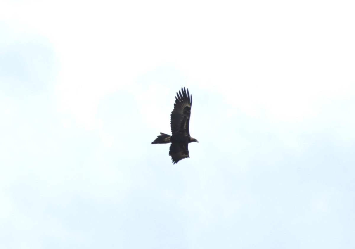 Wedge-tailed Eagle - ML622995732