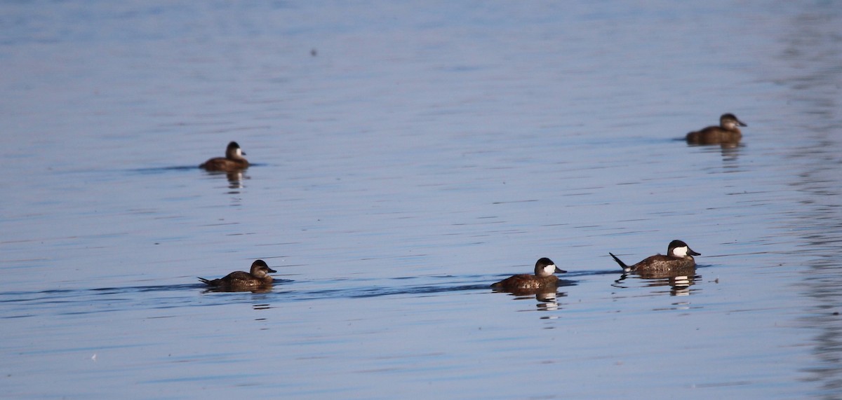 Ruddy Duck - ML622995760