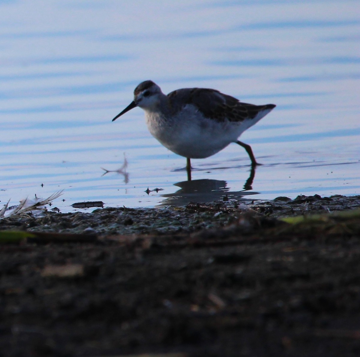 Wilson's Phalarope - ML622995782