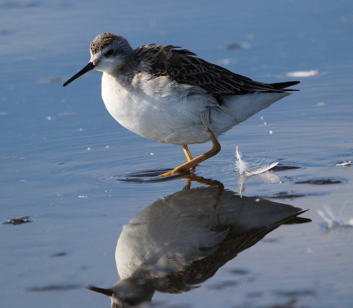 Wilson's Phalarope - ML622995783