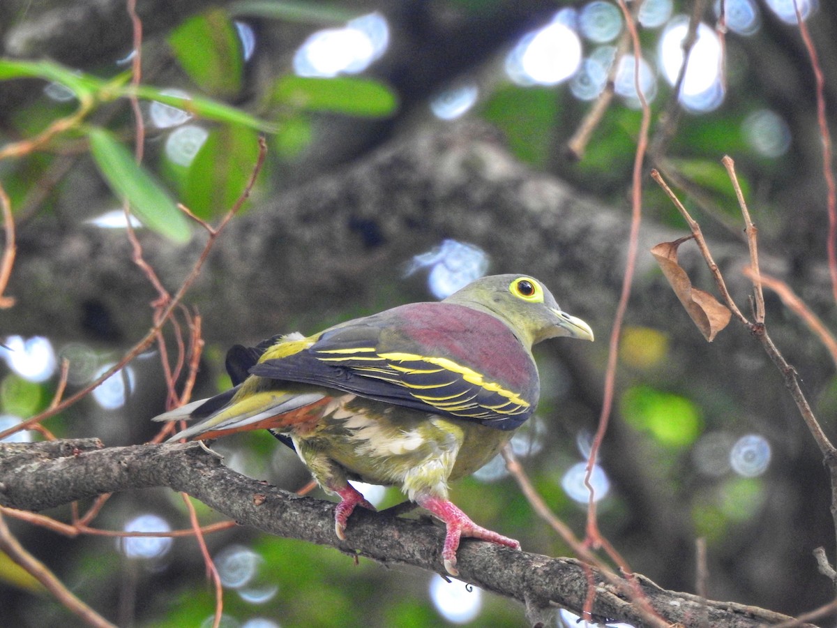 Gray-cheeked Green-Pigeon - ML622995796
