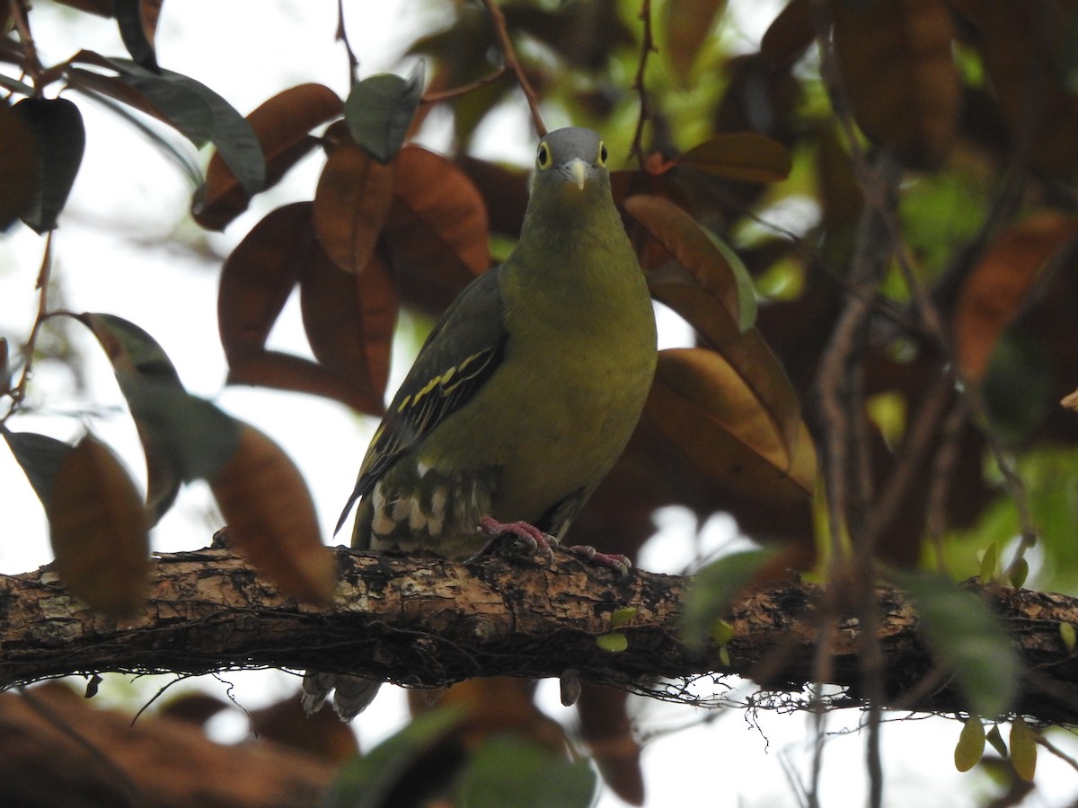 Gray-cheeked Green-Pigeon - ML622995800