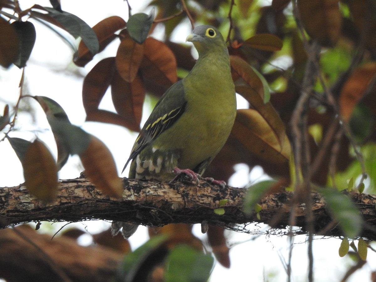 Gray-cheeked Green-Pigeon - ML622995803