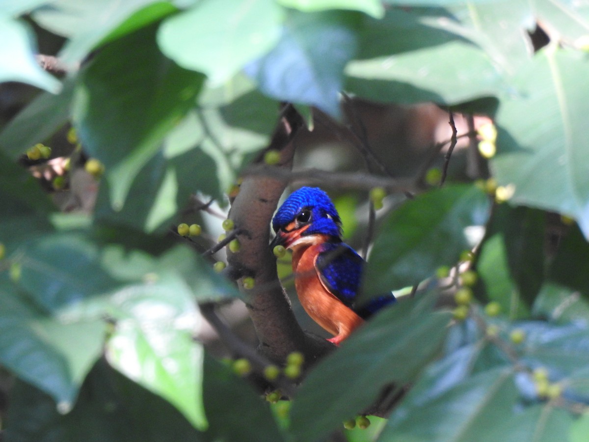 Blue-eared Kingfisher - ML622995808