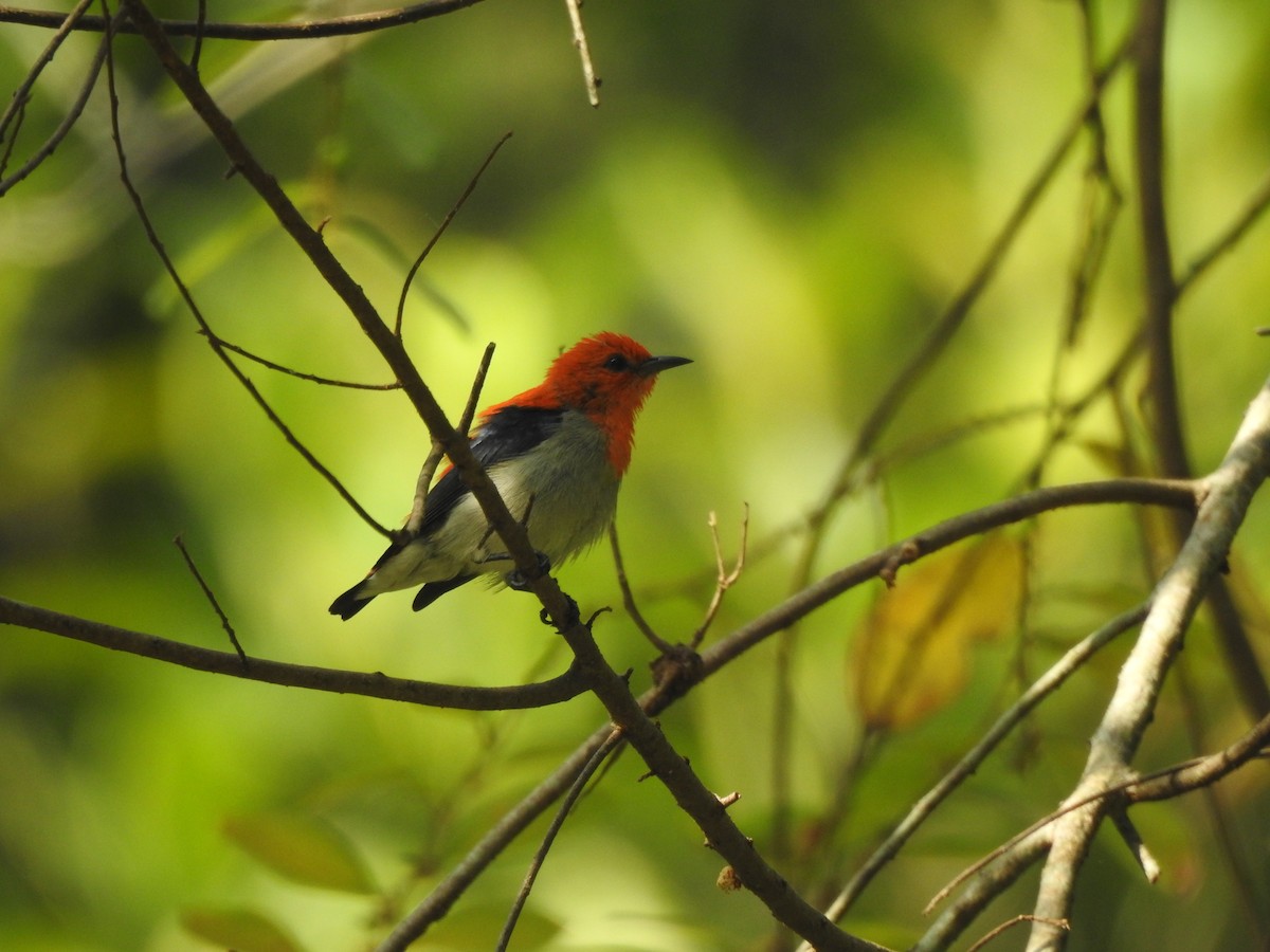 Scarlet-headed Flowerpecker - ML622995814