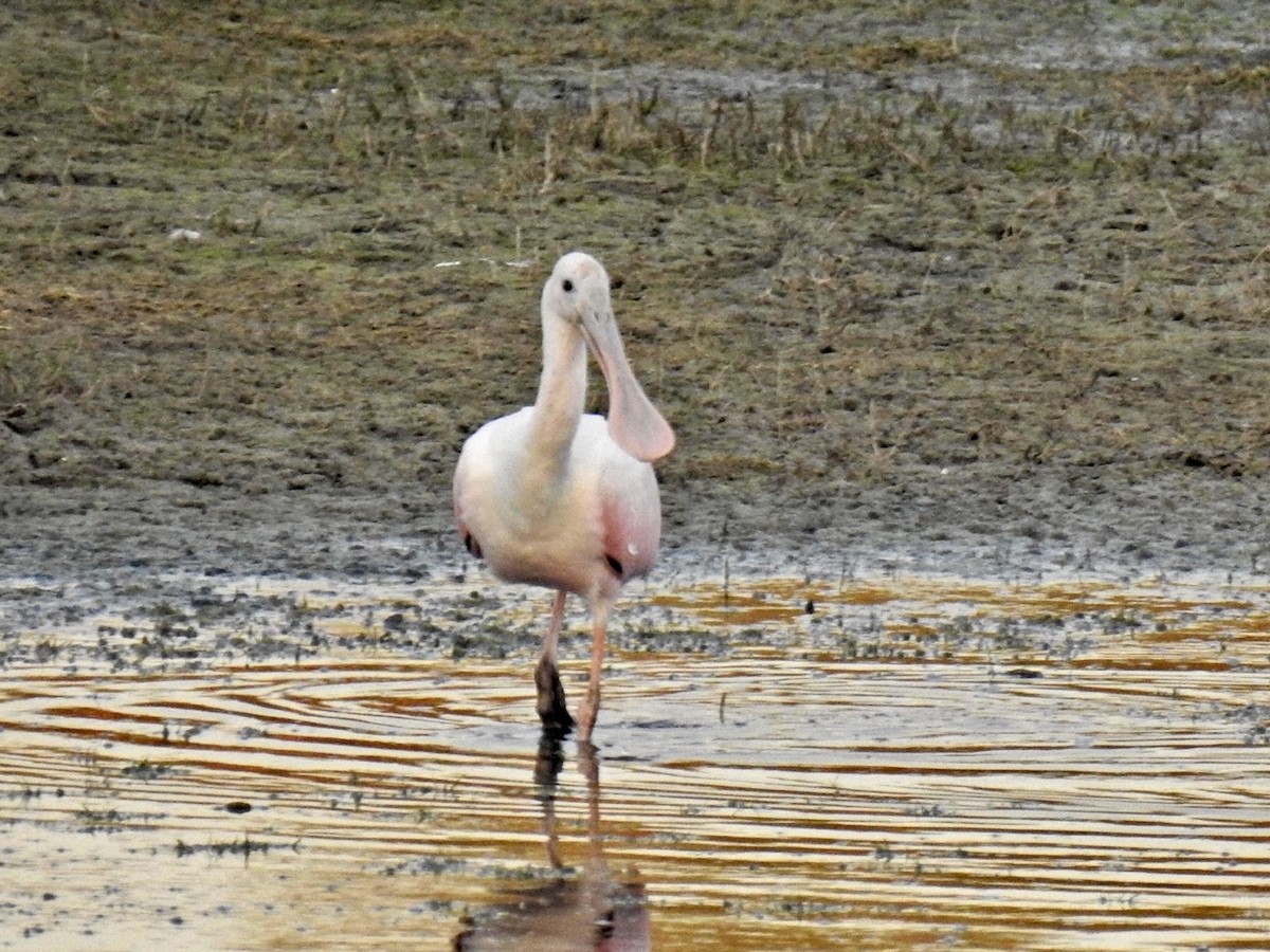 Roseate Spoonbill - ML622995818