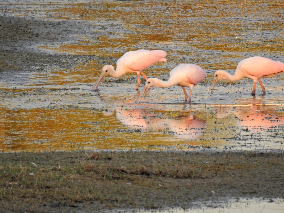 Roseate Spoonbill - ML622995819