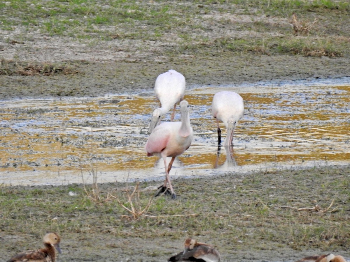 Roseate Spoonbill - ML622995820