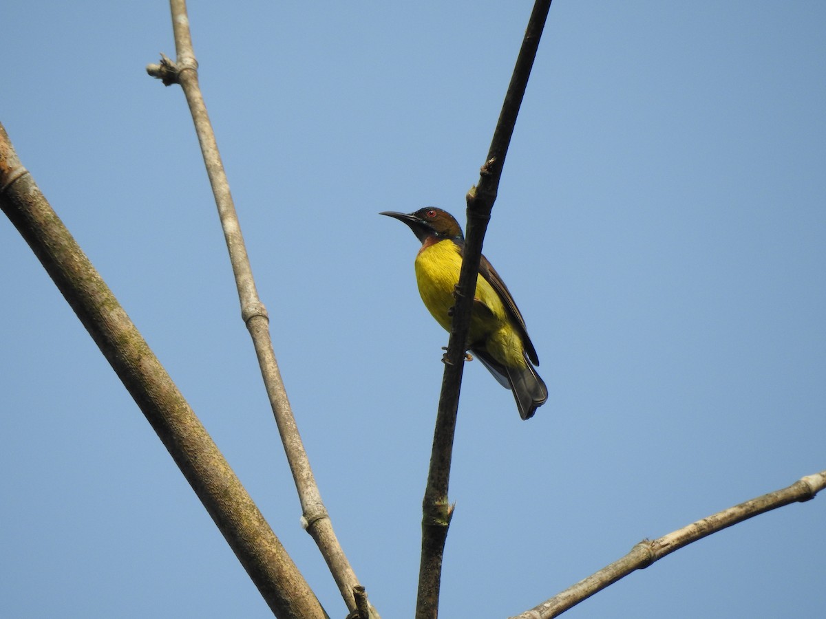 Brown-throated Sunbird - ML622995823