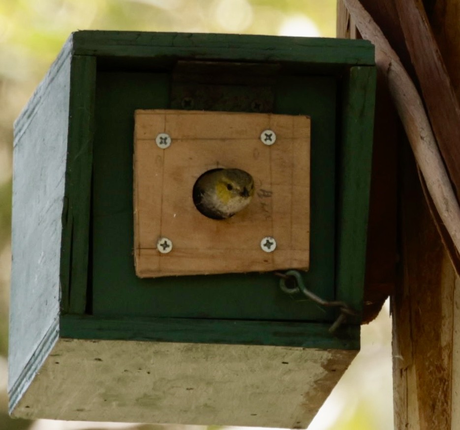 Forty-spotted Pardalote - ML622995833