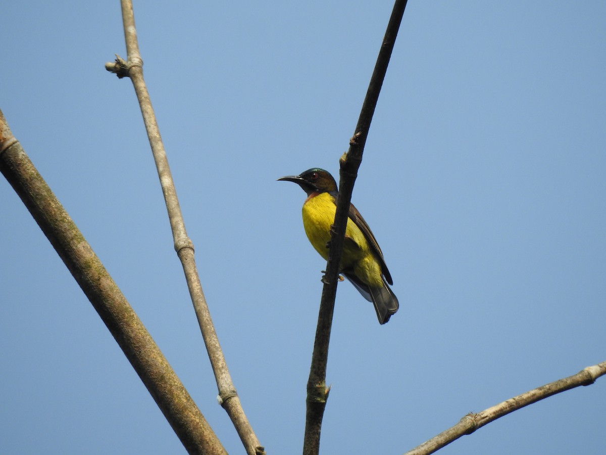 Brown-throated Sunbird - ML622995835