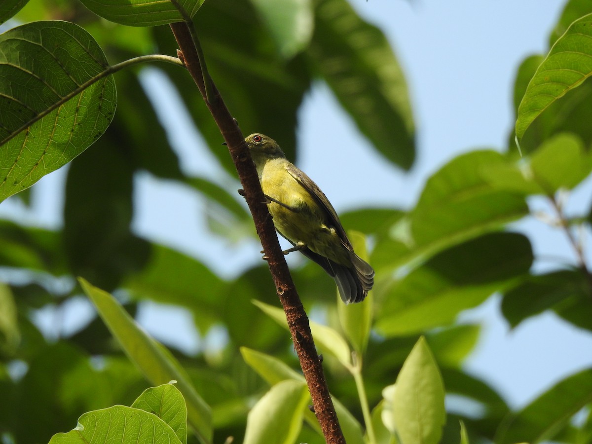 Brown-throated Sunbird - ML622995836