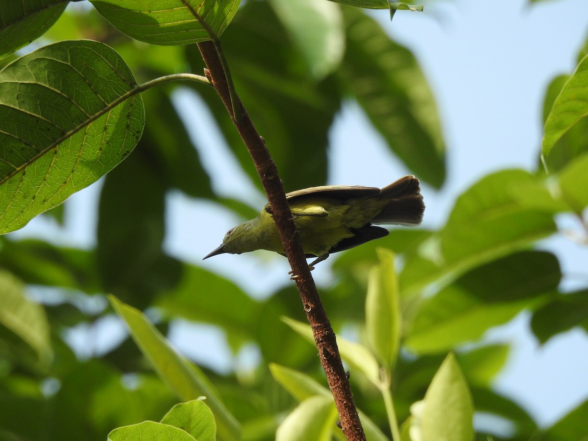 Brown-throated Sunbird - ML622995837