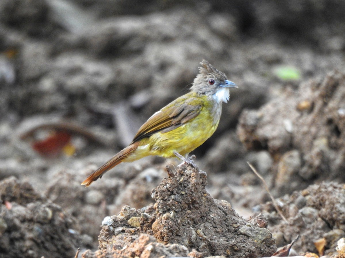 Brown-cheeked Bulbul - ML622995841